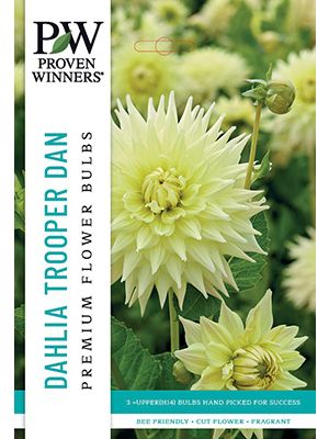 Dahlia DP Trooper Dan 3PK