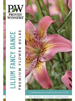 Lilium Fancy Dance 3PK