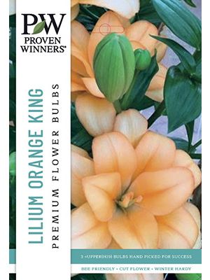 Lilium Double Orange King 3PK
