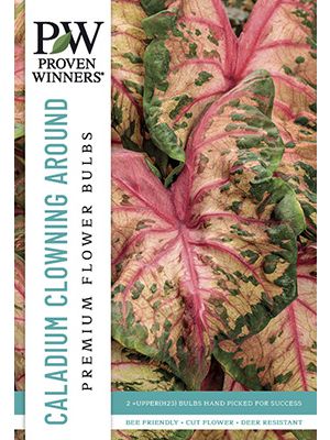 Caladium Clowning Around 2PK