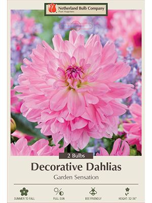 Dahlia Deco Garden Sensation 2PK