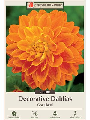Dahlia Deco Graceland 2PK