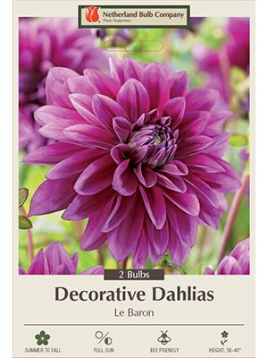 Dahlia Deco LeBron 2PK