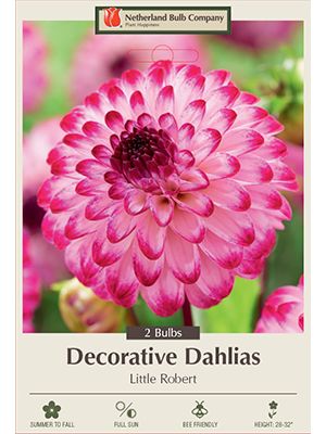 Dahlia Deco Little Robert 2PK