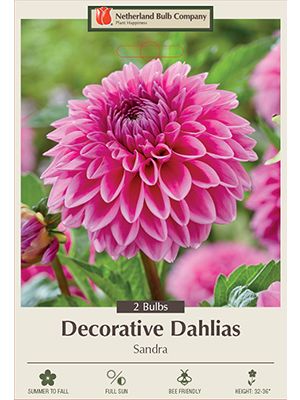 Dahlia Deco Sandra 2PK
