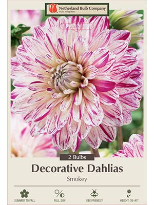 Dahlia Deco Smokey 2PK