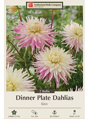 Dahlia Dinner Plate Kiev 2PK