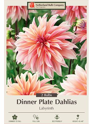 Dahlia Dinner Plate Labyrinth 2PK