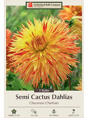 Dahlia Cheyenne Chieftain 2PK