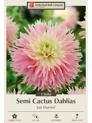 Dahlia Just Married 2PK