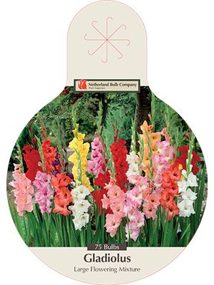 Gladiolus Large Flowering Mixture 75pk