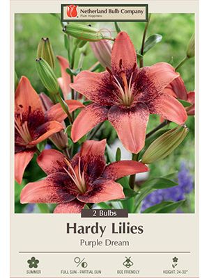Lilium Purple Dream 2PK