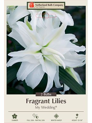 Lilium My Wedding 2PK
