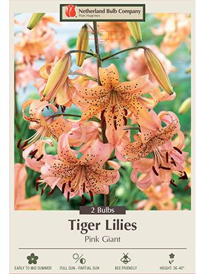 Lilium Pink Giant 2PK