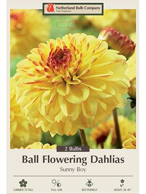 Dahlia Deco Ball Sunny Boy 2PK