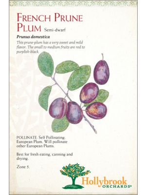 Plum French Prune Semidwarf