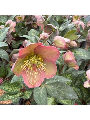 Lenten Rose Frostkiss Penny's Pink