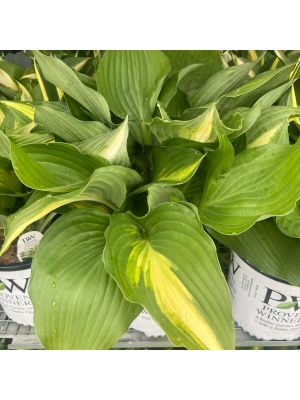 Hosta Shadowland Miss America