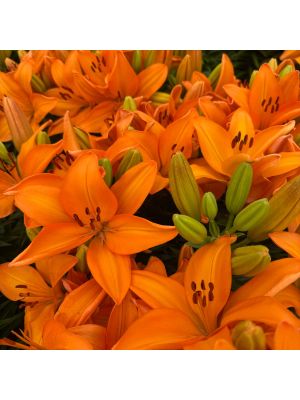 Lily Fantasiatic Orange