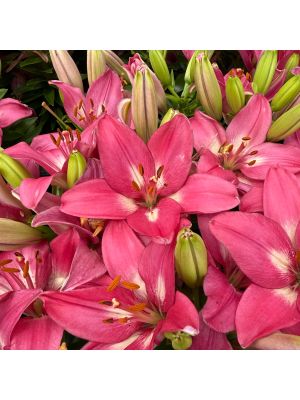 Lily Fantasiatic Pink