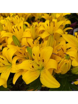 Lily Fantasiatic Yellow