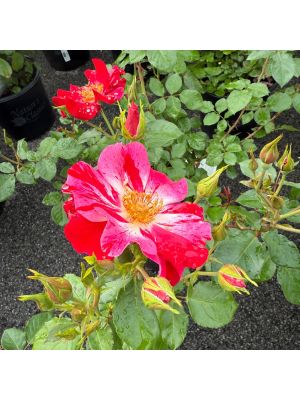 Rose Climbing Fourth of July
