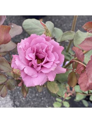 Rose Floribunda Angel Face