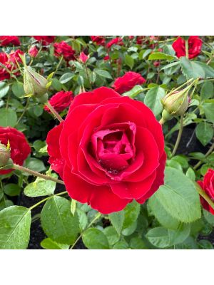 Rose Floribunda Cherrytini