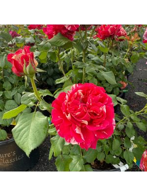 Rose Floribunda Winning Streak