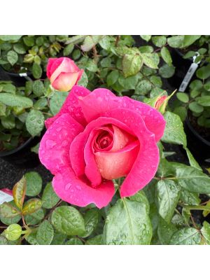 Rose Hybrid Tea Cherries & Champagne