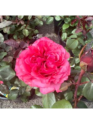 Rose Hybrid Tea Loves Me, Loves Me Not