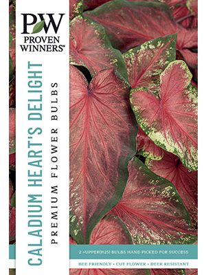 Caladium Hearts Delight 2PK