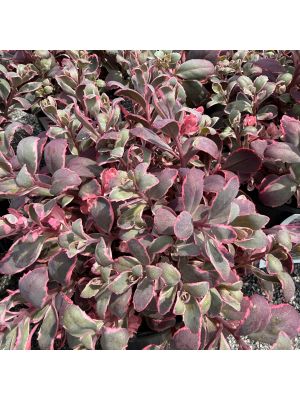 Sedum Sunsparkler Dream Dazzler