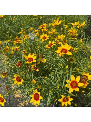 Coreopsis Designer Threads Golden Needles