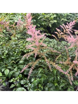 Astilbe Hennie Graafland