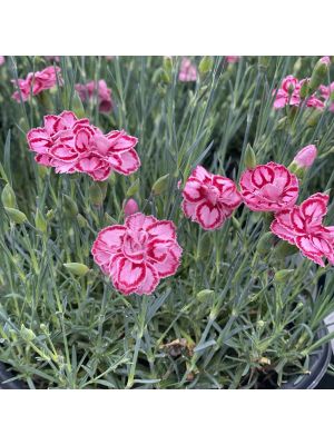 Dianthus Starburst