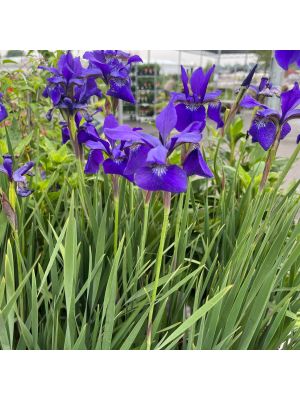 Iris Caesar's Brother