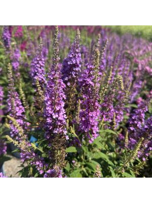 Butterfly Bush Birthday Cake