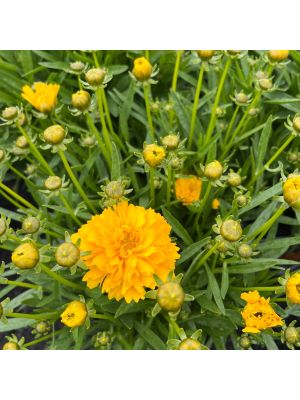 Coreopsis Solanna Golden Sphere