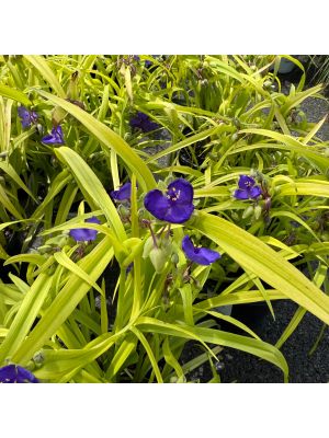Spiderwort Sweet Kate