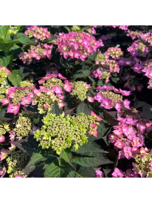 Hydrangea Let's Dance Can Do!