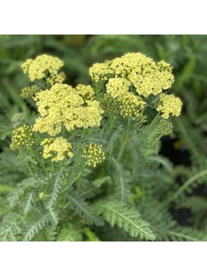 Yarrow Sunny Seduction