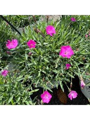 Dianthus Paint The Town Fuschia