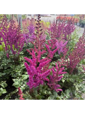 Astilbe Visions in Red