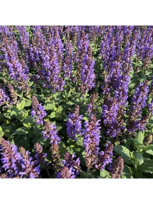 Salvia Bumbleblue