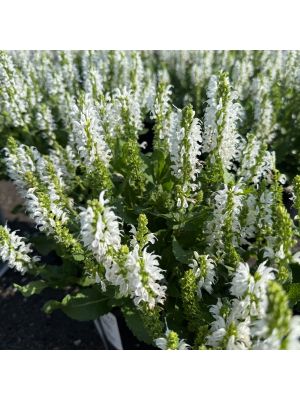 Salvia Bumblesnow