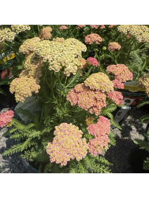 Yarrow Skysail Bright Pink