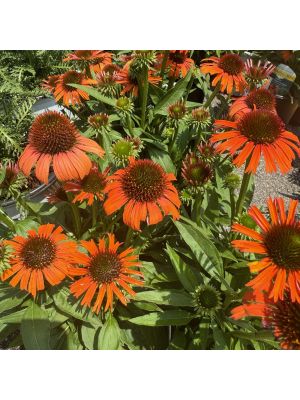 Coneflower Orange Skipper
