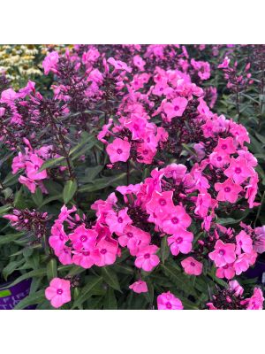 Phlox Coral Creme Drop