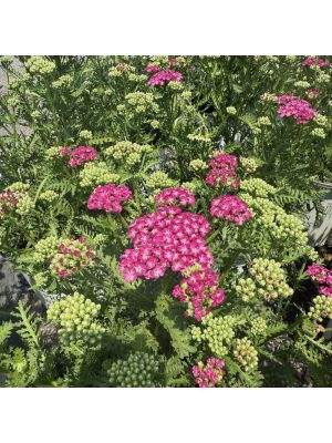 Yarrow Firefly Fuchsia